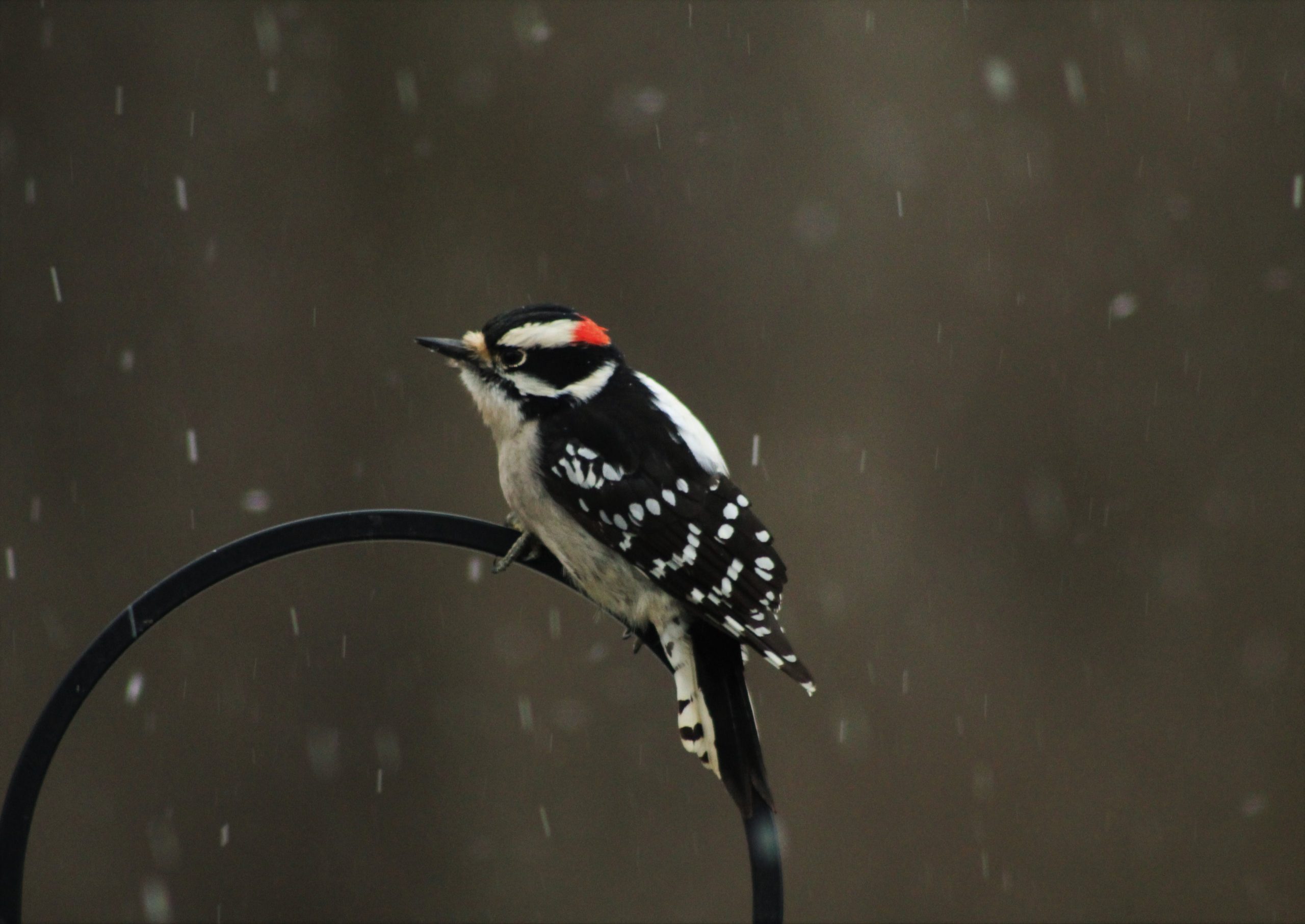 A downy woodpecker perched on a railing in the snow