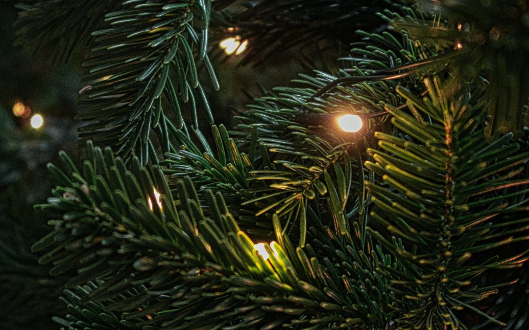 Pests Sneak into Your Home on Holiday Décor and Firewood