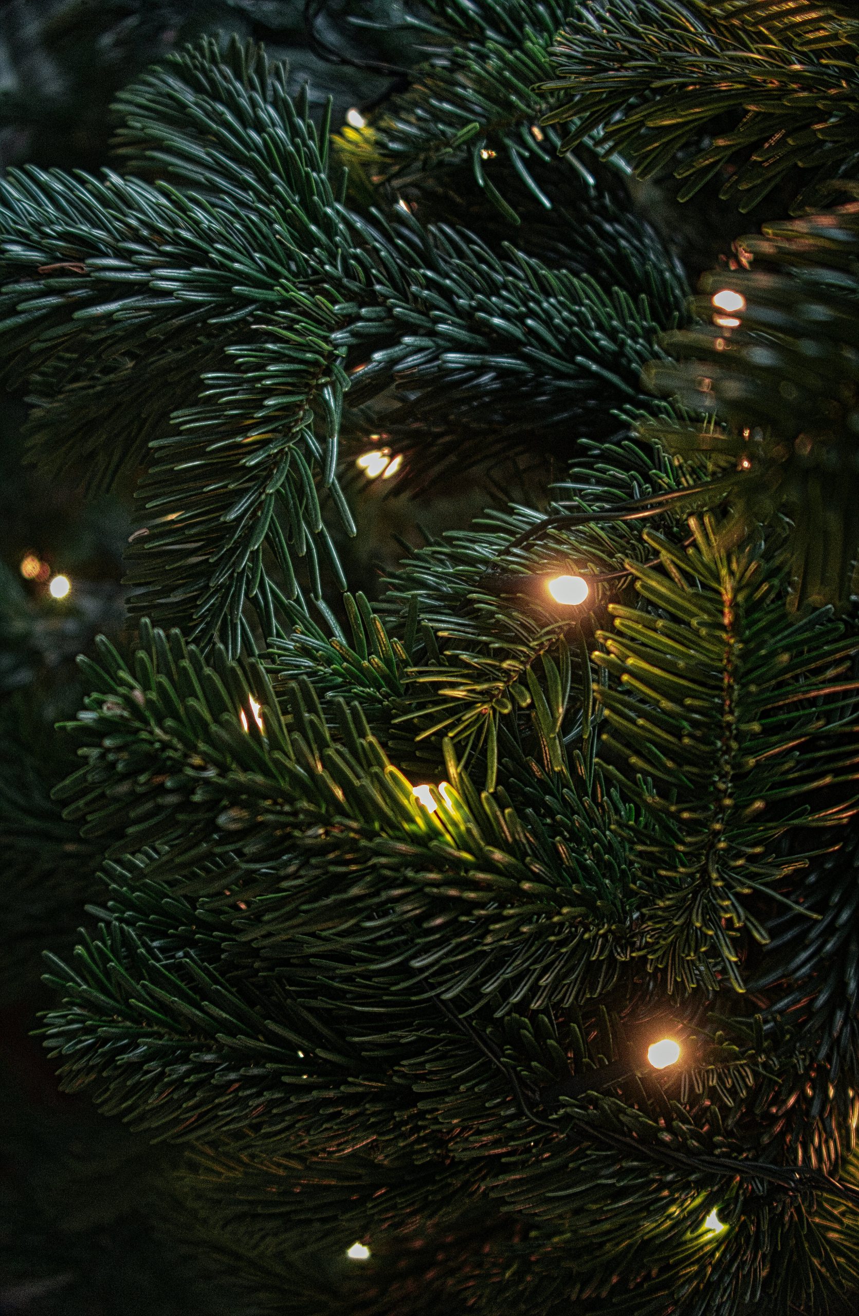 Closeup of live Christmas tree branch with white holiday lights