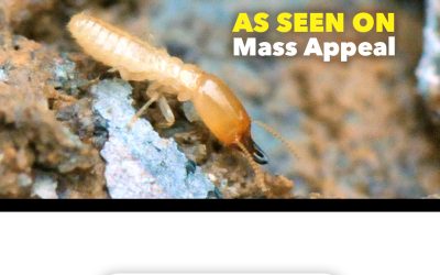 What You Need to Know as Termite Swarm Season Starts