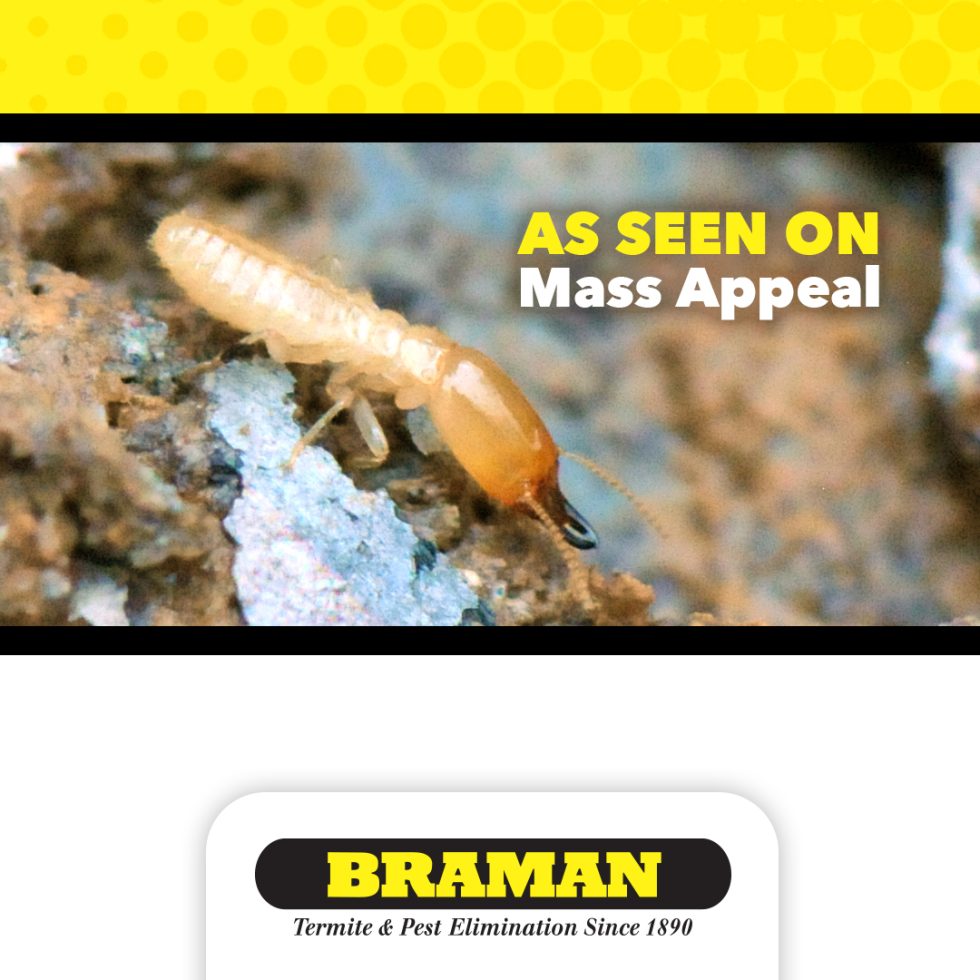 What You Need to Know as Termite Swarm Season Starts | Braman