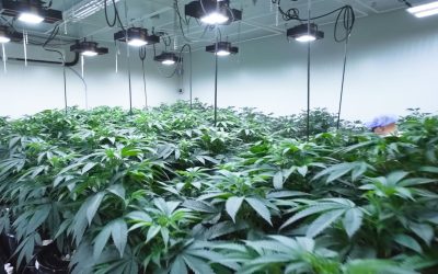 Nugs, Not Bugs: Pest Control in the Cannabis Industry
