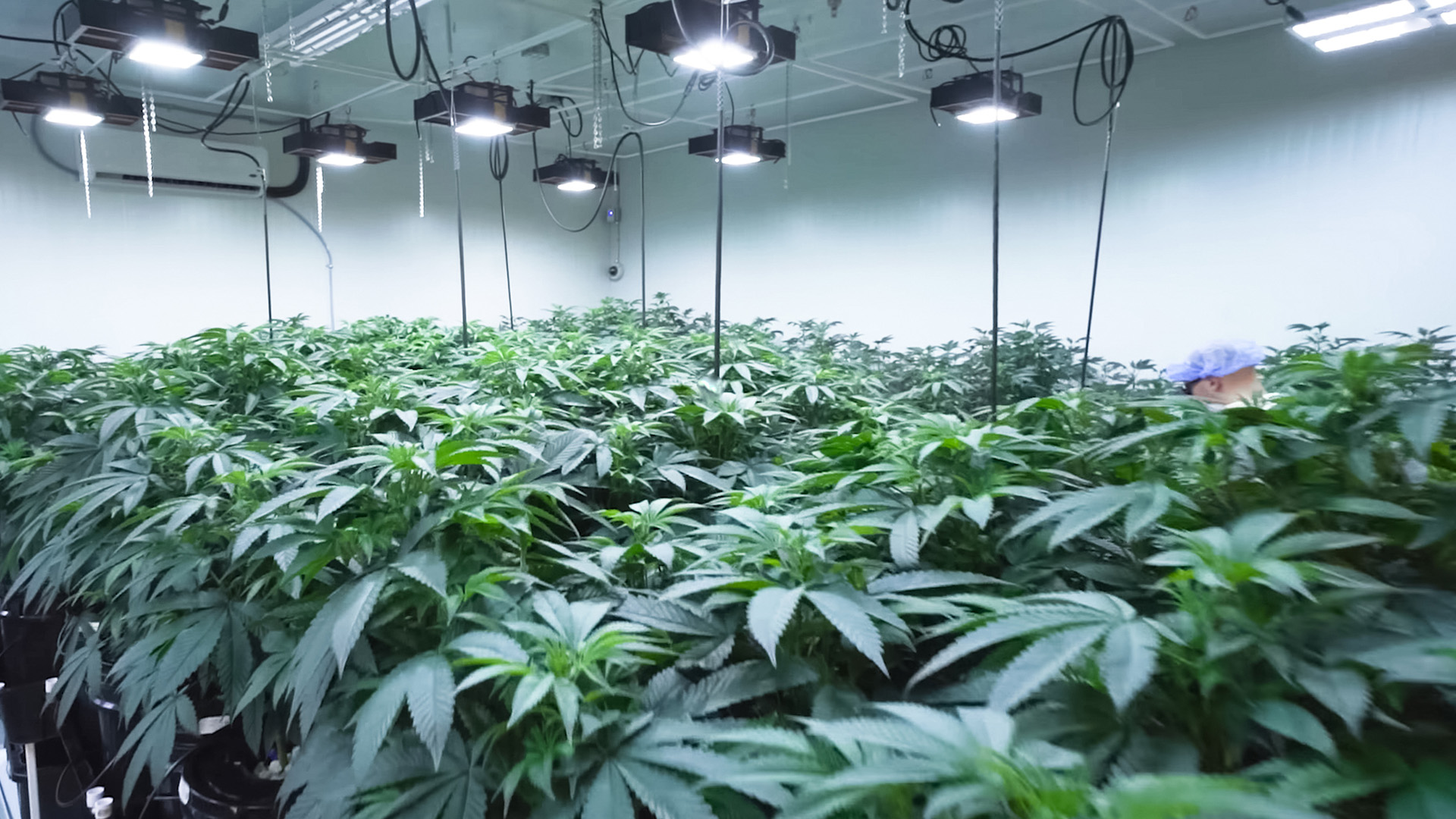 Cannabis plants growing in an indoor facility