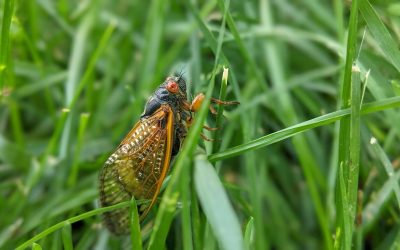 Big Year for Periodical Cicadas