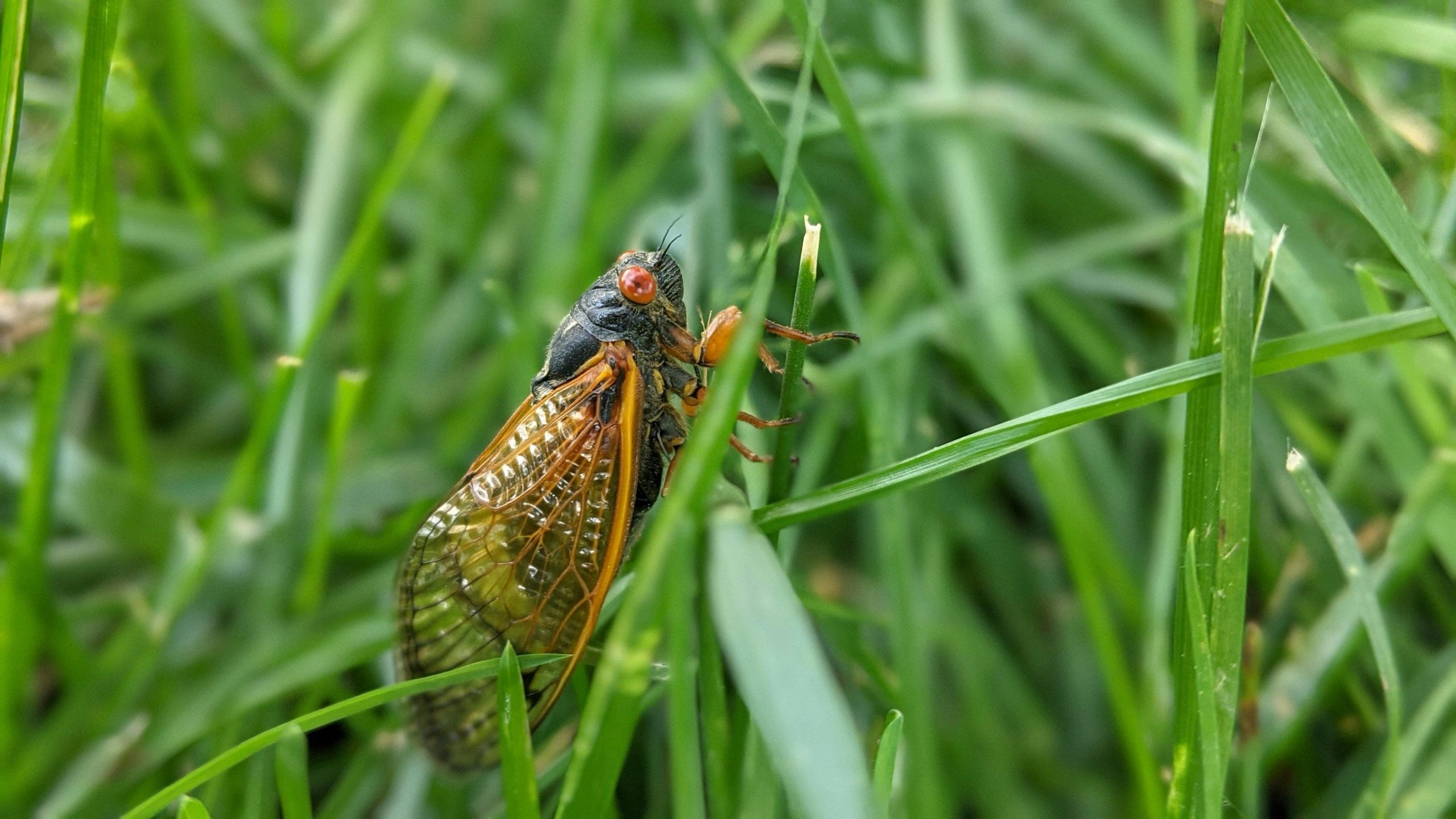 periodical cicadas in grass