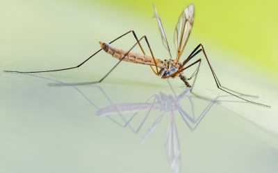 How to Reduce the Mosquito Population on Your Property