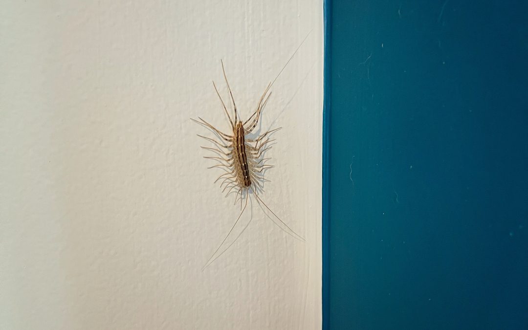 House Centipedes and Joro Spiders: Natasha on Mass Appeal