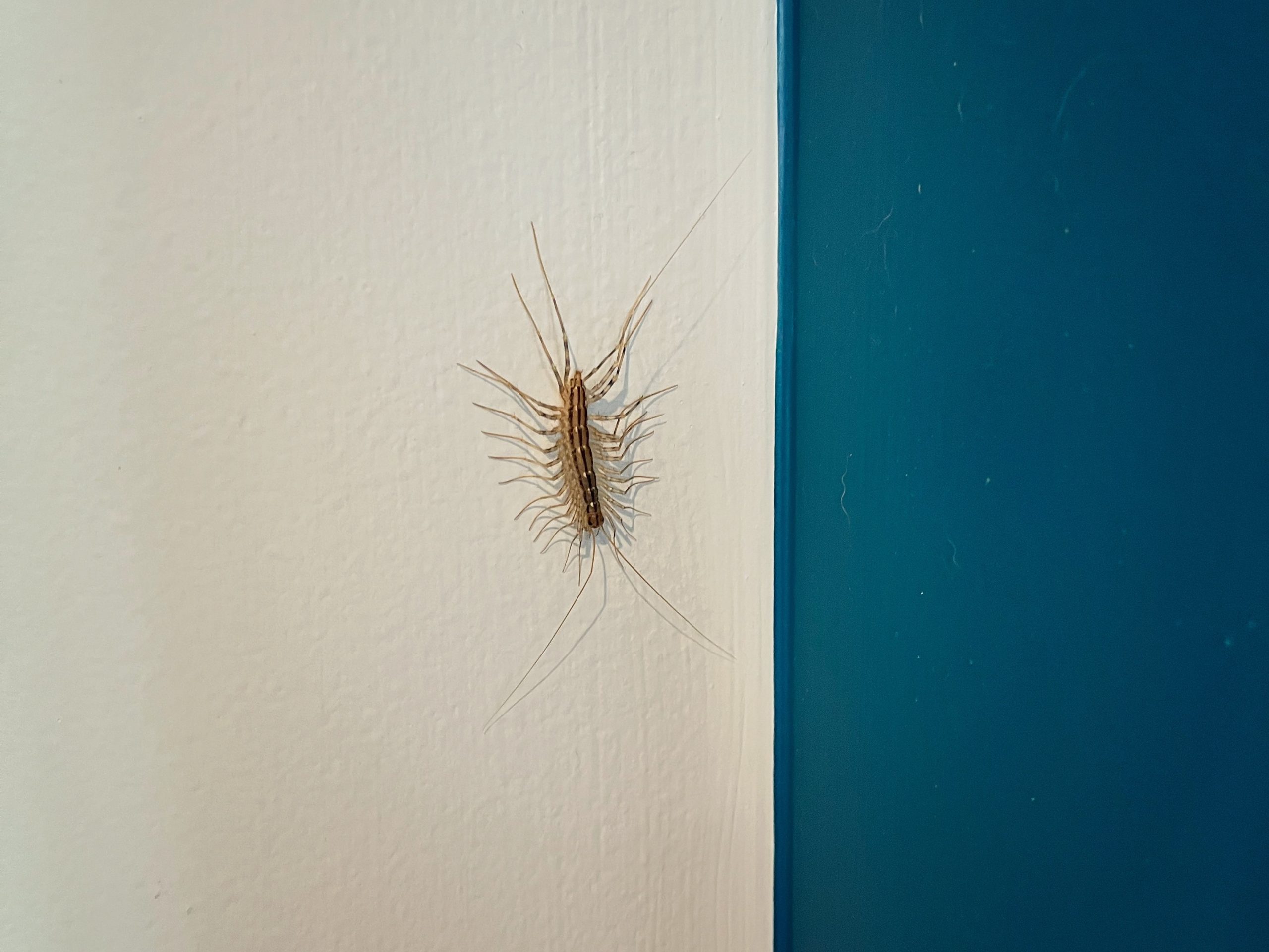 house centipede on a kitchen wall