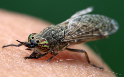 Summer’s Biting Bugs: Mosquitoes and Horseflies