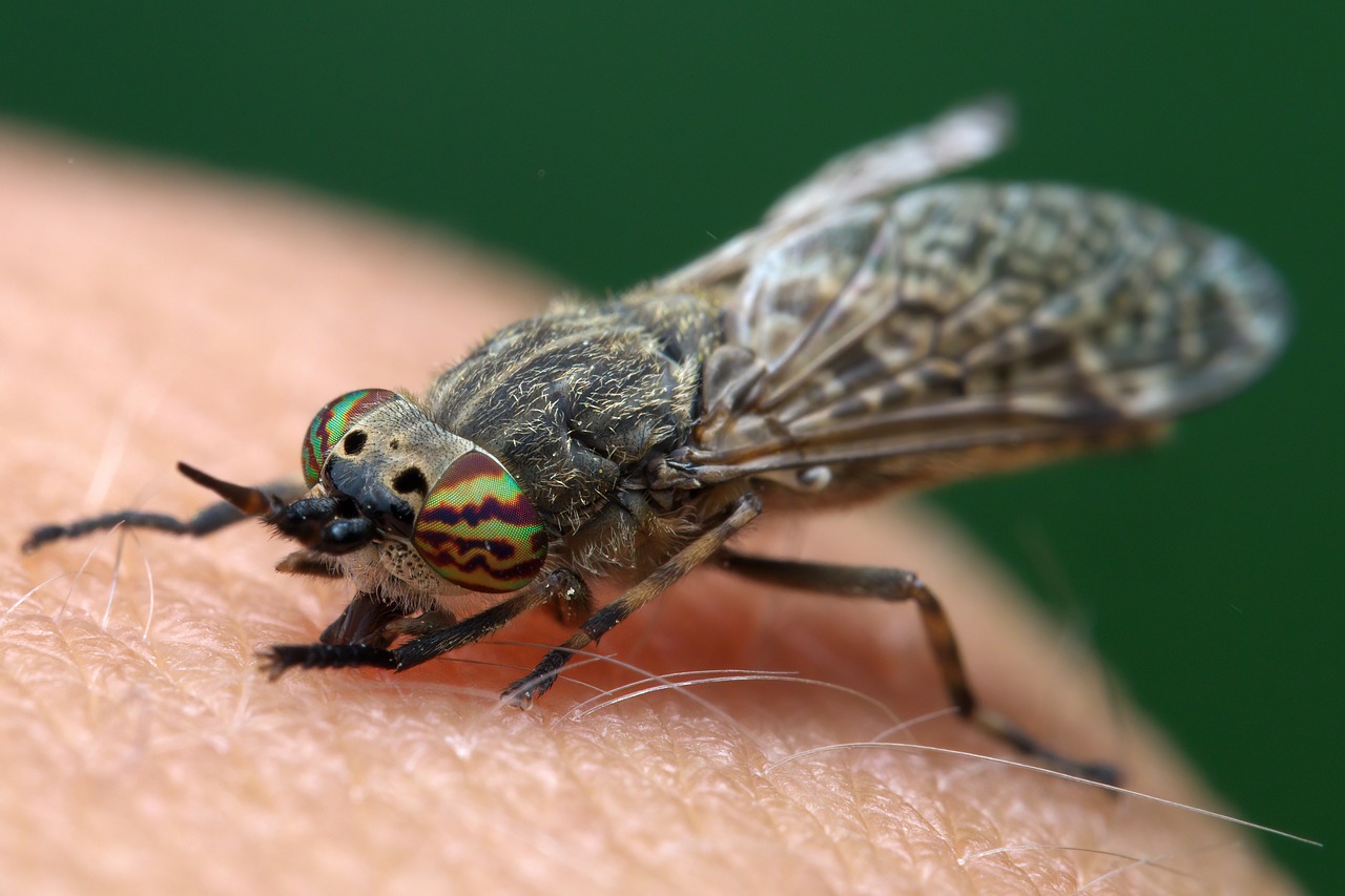 horsefly