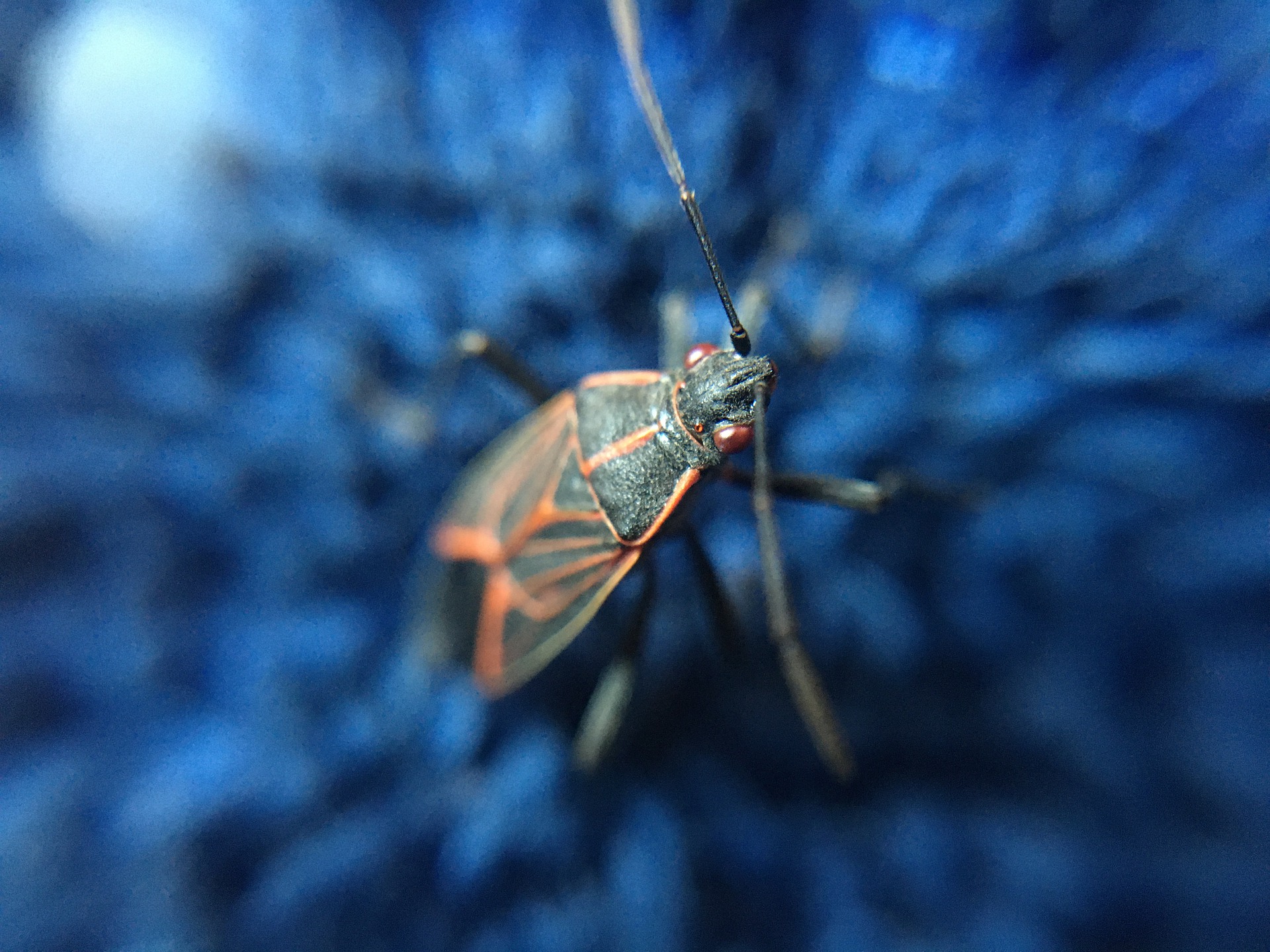 boxelder bug