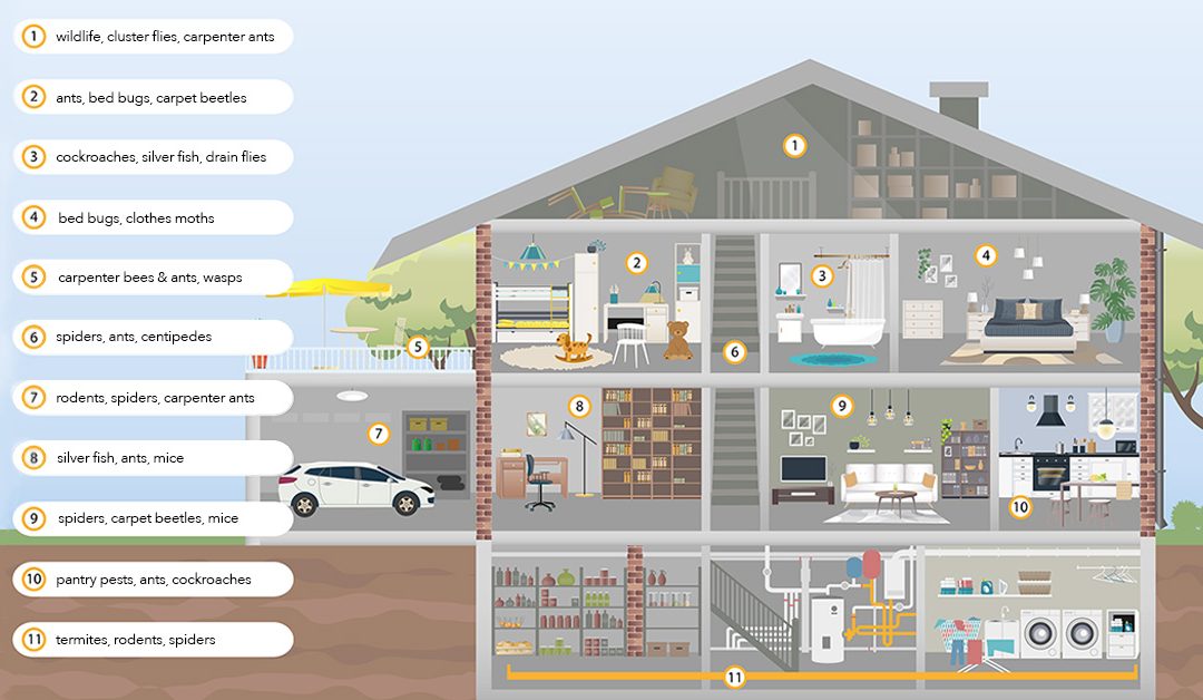 From Basement to Attic: Common Household Pest Problems