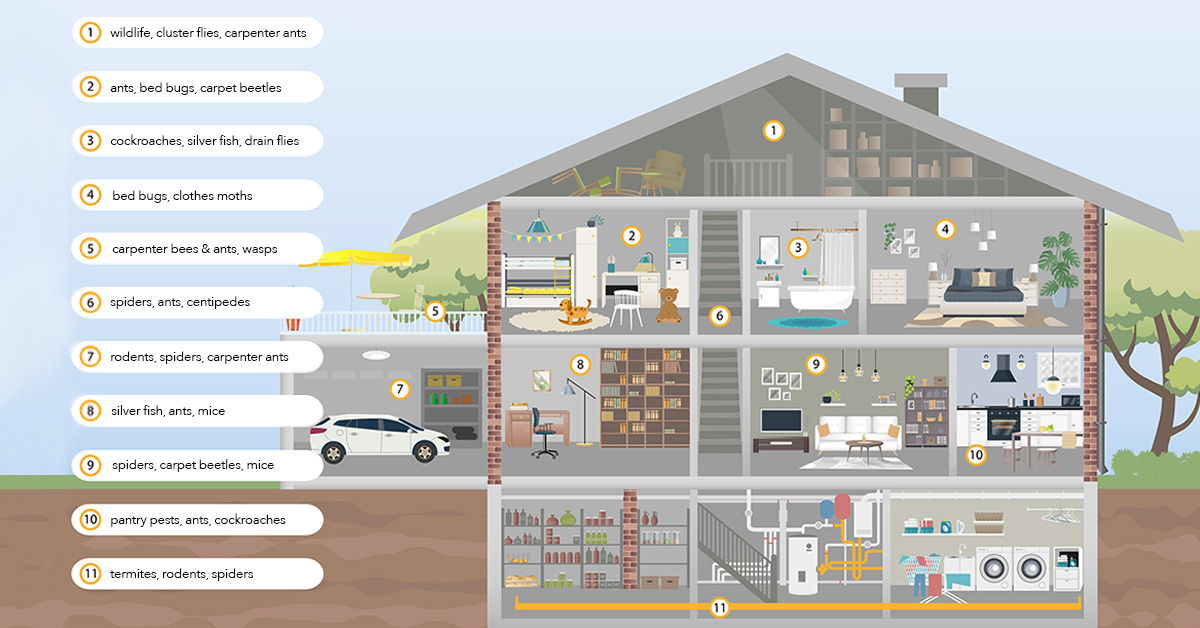 A cutaway showing all the rooms in a house and the common household pest problems in each