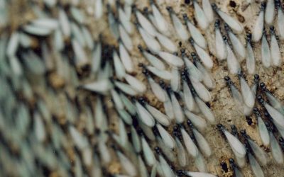Termite Swarm Season Is Here: What Termites Are Telling You About Your Home