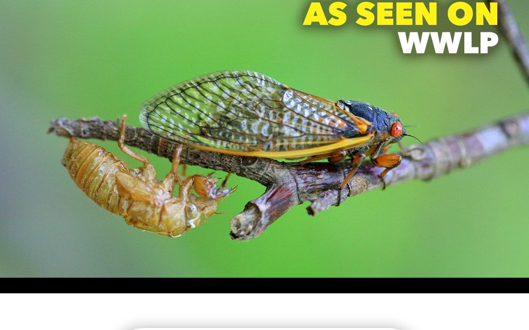 Coming Soon: The Emergence of Cicada Brood XIV