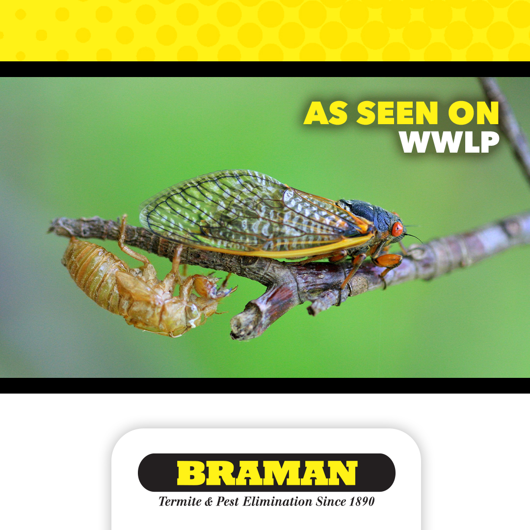 A cicada from Cicada Brood XIV