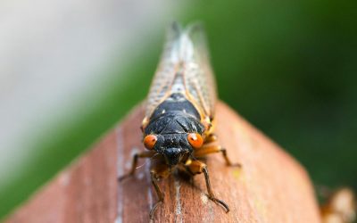 Brood XIV Cicadas Poised to Emerge: Natasha Explains It All on WBZ