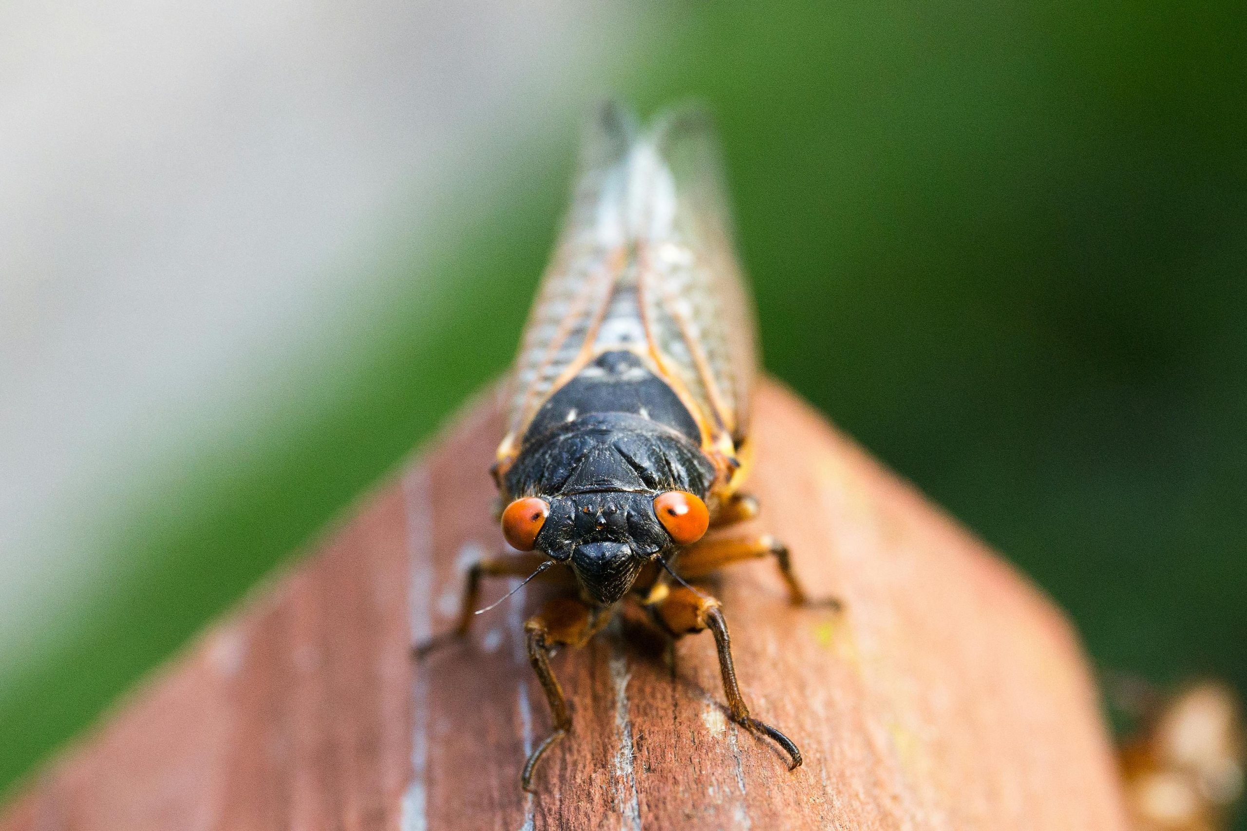 brood XIV cicada