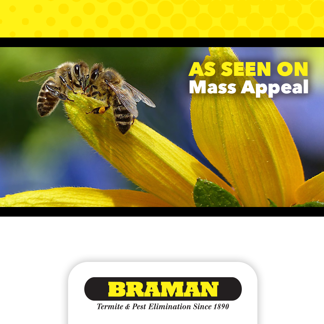 009276-08_BTP_Q2Social-MassAppeal-Honey honey bee on a flower