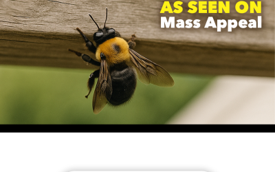 The Seasonal Buzz: Spotting and Addressing Carpenter Bees on Your Property