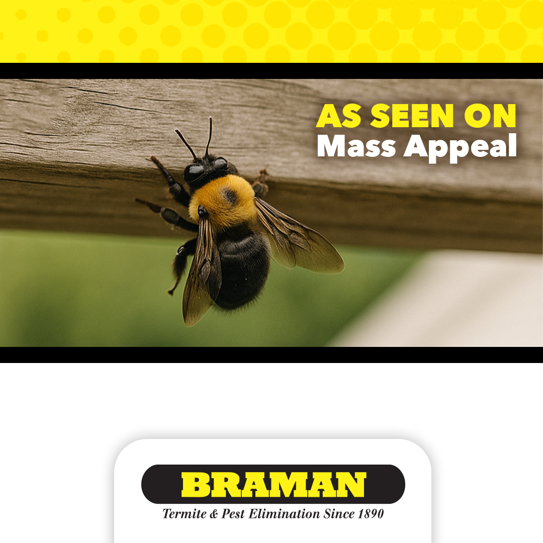 carpenter bee on a deck railing