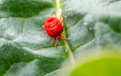 How to Eliminate Chiggers on Your Property