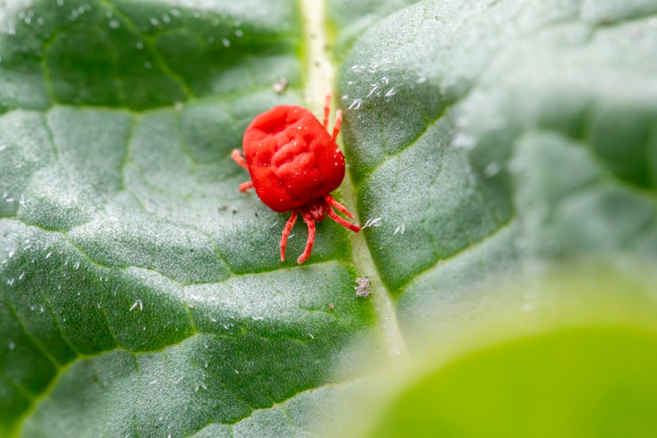 chigger on a leaf