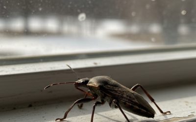 Pest Myths Debunked: Do Insects Really Die Off in the Winter?
