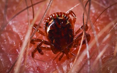 Asian Longhorned Tick Detected in Massachusetts