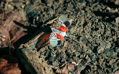 Even a New England Winter Unlikely to Kill Spotted Lanternfly