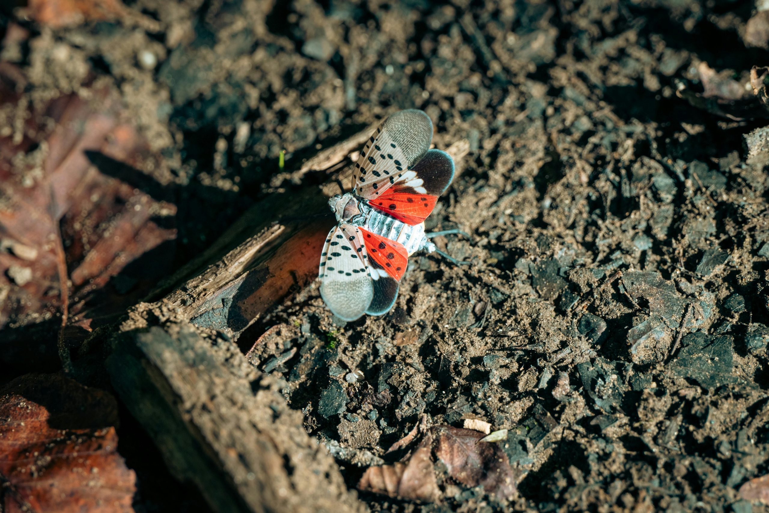 spotted lanternfly
