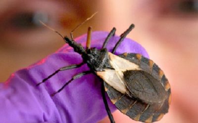 Traveling South? What to Know about Kissing Bugs
