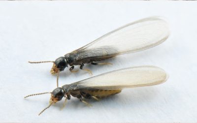 How to Prepare for Termite Swarm Season