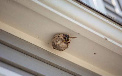 Take Action: Outdoor Spring Pest Prevention Checklist