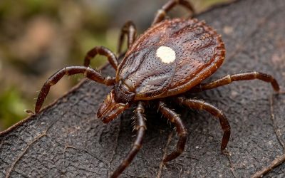 Take Back Your Backyard: Mosquito and Tick Prevention