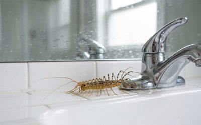 Why Earwigs, Silverfish and Other Moisture-Loving Pests Show Up in Humid Weather