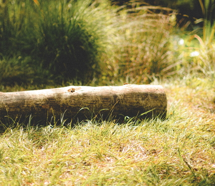 grassy area