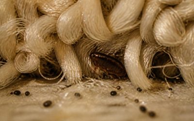 Late-Summer Fleas: When Outdoor Fleas Become and Indoor Problem