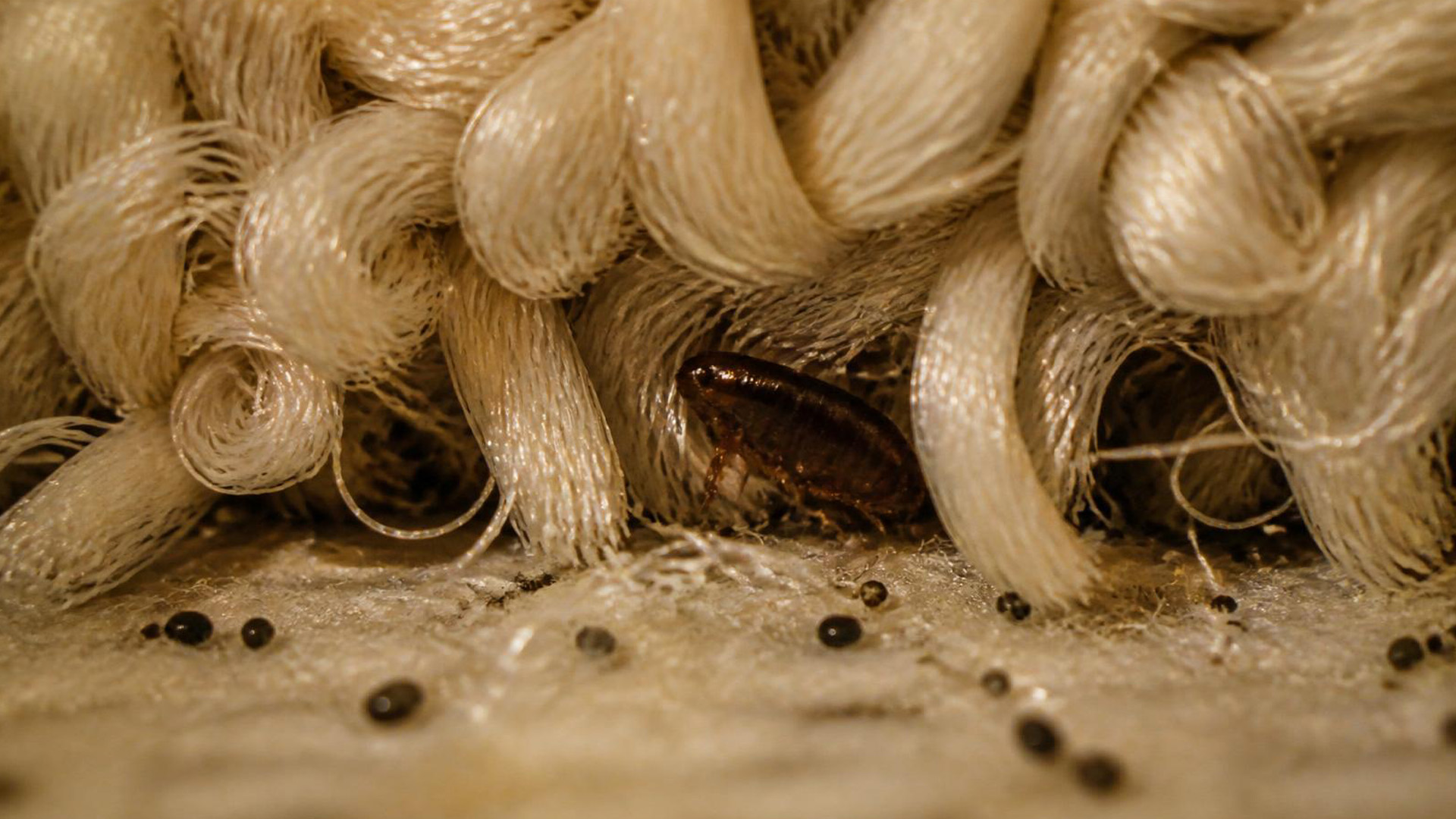 6043_BTP_AugustLateSummerFleasCC-1920×1080-B flea