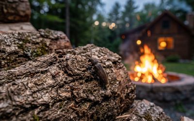 Firewood, Leaf Piles and Mulch: Fall Pest Prevention Tips