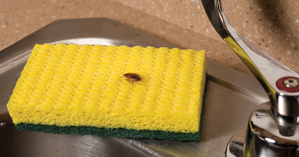 Pest-proofing in 2019