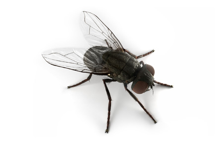 Flies | Braman Pest Control