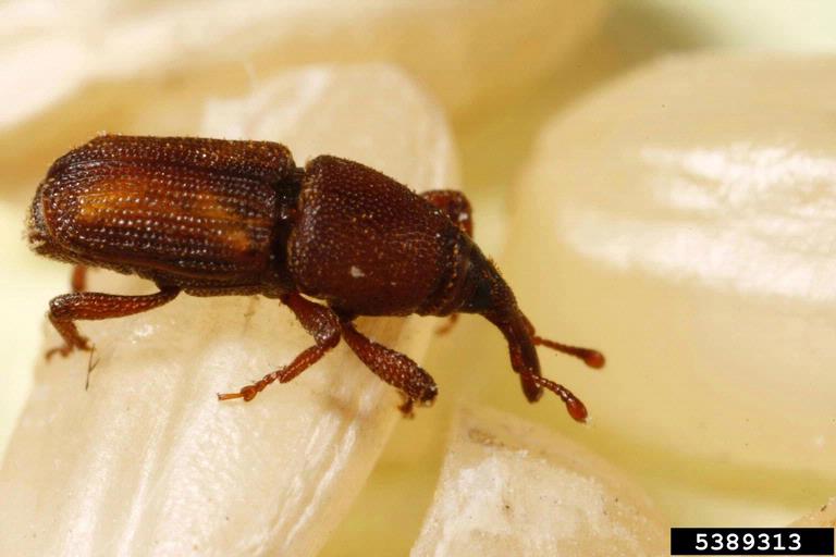 Image of rice weevil for blog about the risks of pests in manufacturing