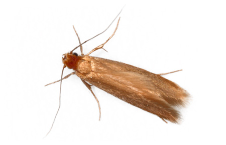 Moths | Braman Pest Control