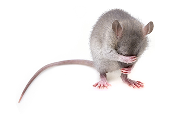 Rodents-Seek-Indoor-Accommodations
